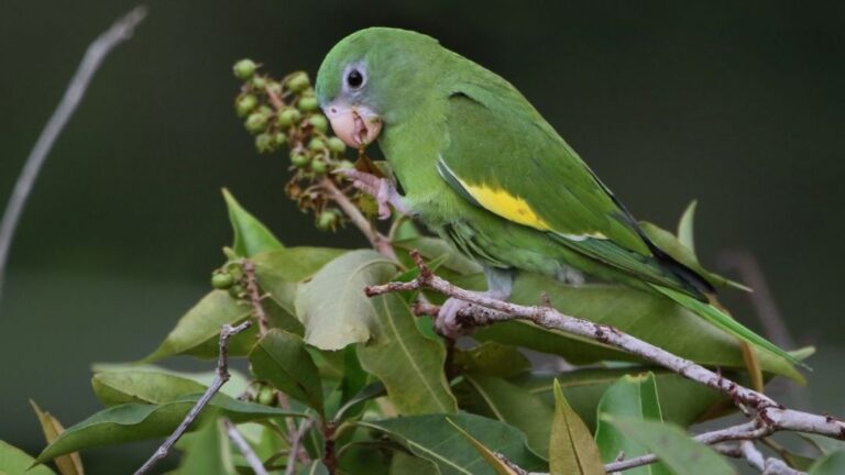 Resgate de animais silvestres mobiliza população de Manaus; veja os casos