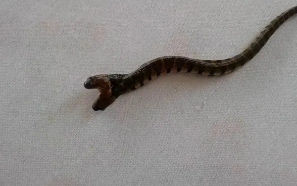Cobra com duas cabeças assusta moradores no Amapá (vídeo)