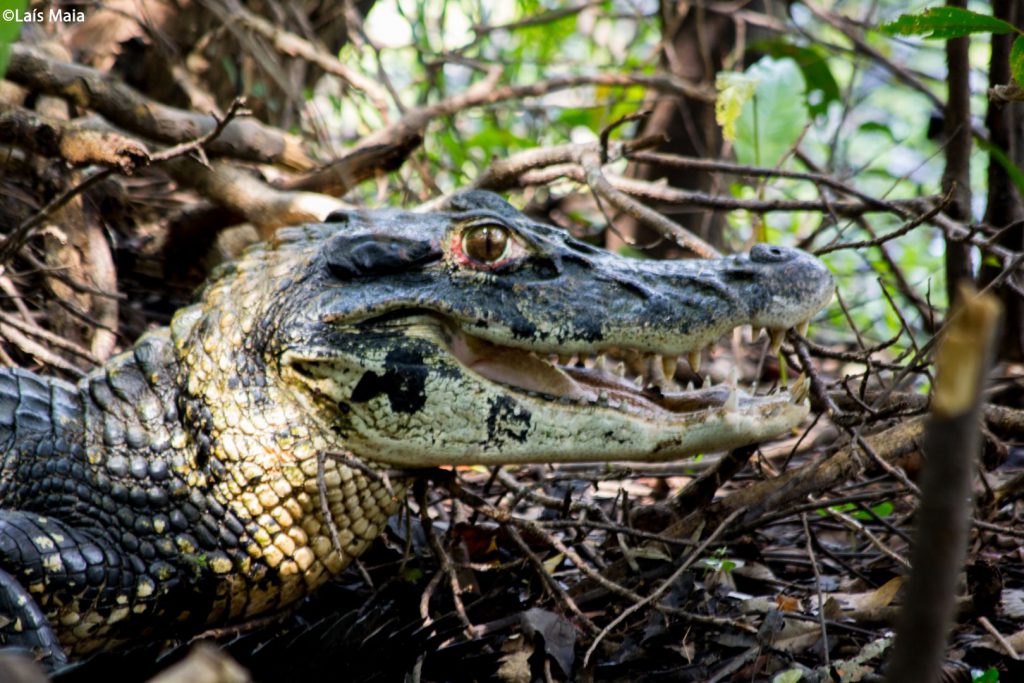 Jacaré-açu é o maior das Américas (Foto: Laís Maia/Instituto Mamirauá)