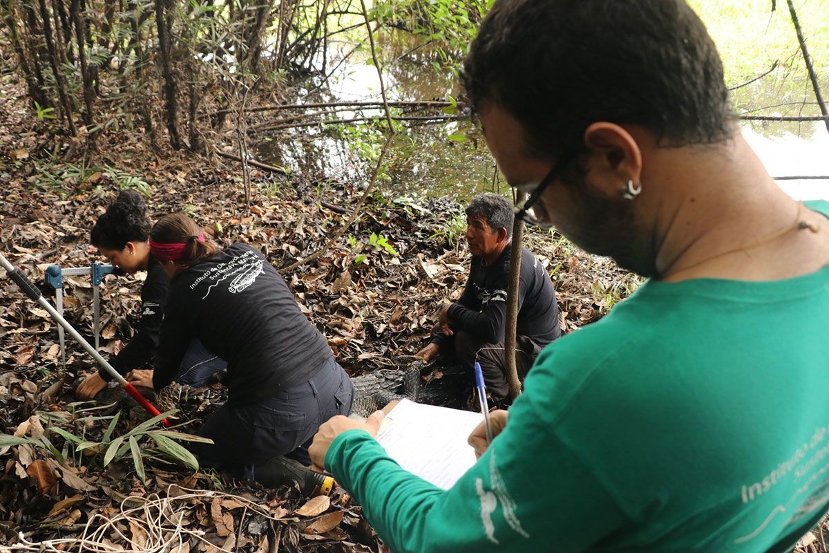 Dados de pesquisas foram utilizados na elaboração de programa (Foto: Júlia de Freitas/Instituto Mamirauá)