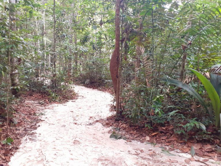 Após caso do Pico Paraná, guia dá dicas de segurança para quem busca trilhas no Amazonas