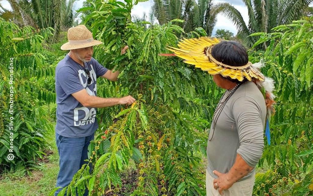 Café de Rondônia é destaque com valorização no mercado Café de Rondônia é destaque com valorização no mercado