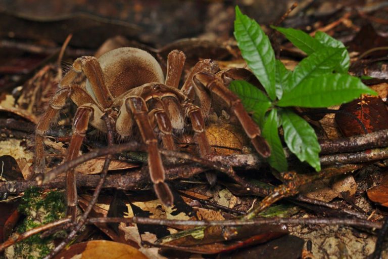 Gigante: aranha-golias é um dos animais amazônicos que impressionam