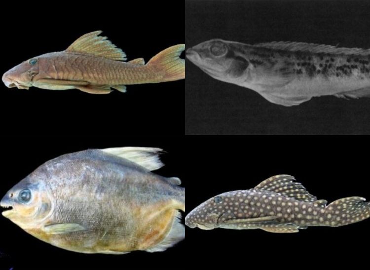 Pacu, curimatã e matrinxã: conheça 19 peixes que estão sob risco de extinção na Amazônia