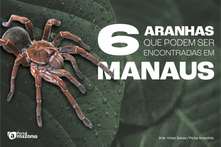 Conheça seis espécies de aranhas que podem ser encontradas em Manaus