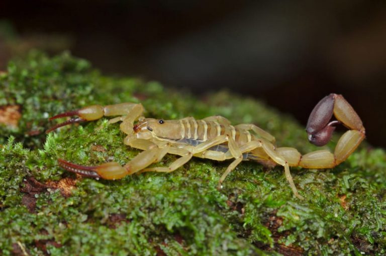 Cartilha promove informação e conscientização ambiental sobre aracnídeos na Amazônia