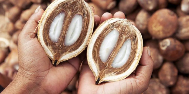 Biodiesel de babaçu polui menos que o de soja e pode gerar renda no Norte e no Nordeste