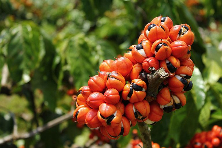 Aprimoramento das etapas de beneficiamento do guaraná amazônico pode transformar o fruto, apontam análises
