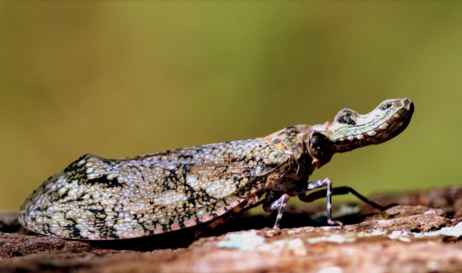 Moradora do interior de SP registra jequitiranaboia, espécie