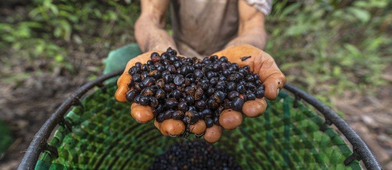 Acordo entre União Europeia e Mercosul pode transformar economia da Amazônia, avalia embaixadora