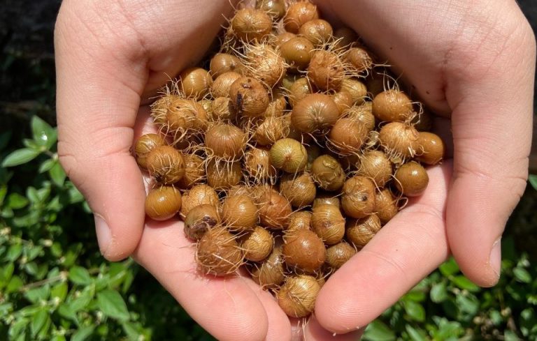 Caroço de açaí é testado como fonte de energia renovável no Pará
