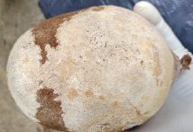 É importante combater a praga para evitar perdas de produção. Foto: Idaf/Arquivo