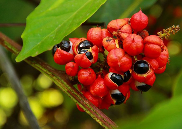 Maués é reconhecida por lei oficialmente como Capital Nacional do Guaraná