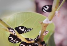 Soldadinhos são consideradas pragas na Amazônia