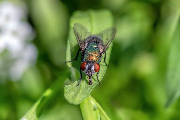 common-green-bottle-fly-g6ec1f19a5_1280.jpg