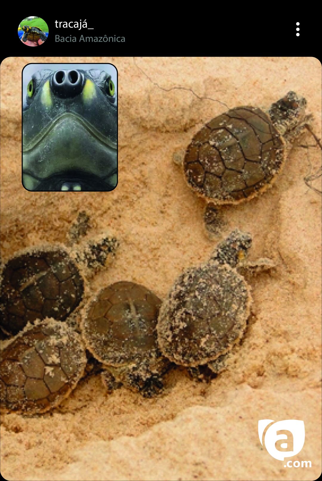 O tracajá é parente da tartaruga - Arte: Lucas Chaves/Portal Amazônia
