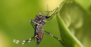 20170626_00_aedes_aegypt_20221216-214723_1.jpg