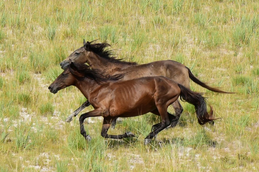 Conheça o cavalo lavradeiro, animal que veio da Europa sob influência