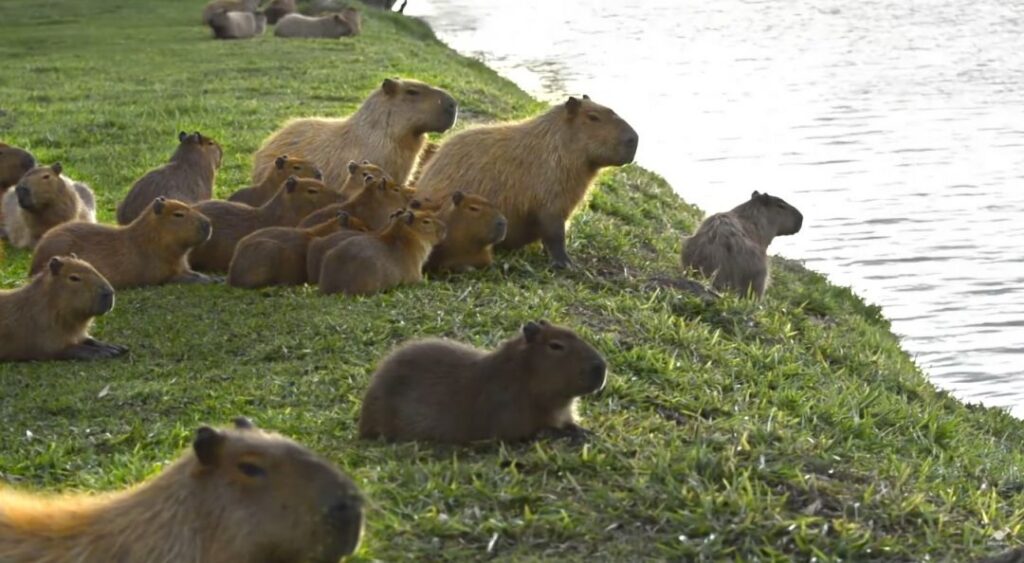 capivara.jpg