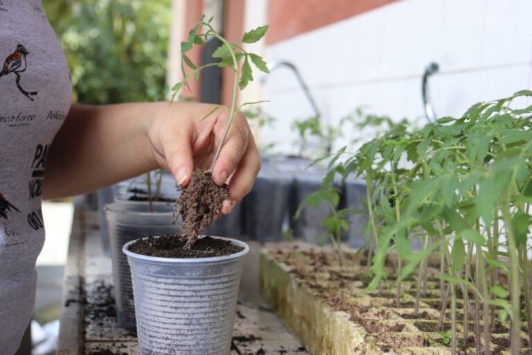 Bactéria descoberta na Amazônia é do mesmo gênero de causadora da bartonelose humana