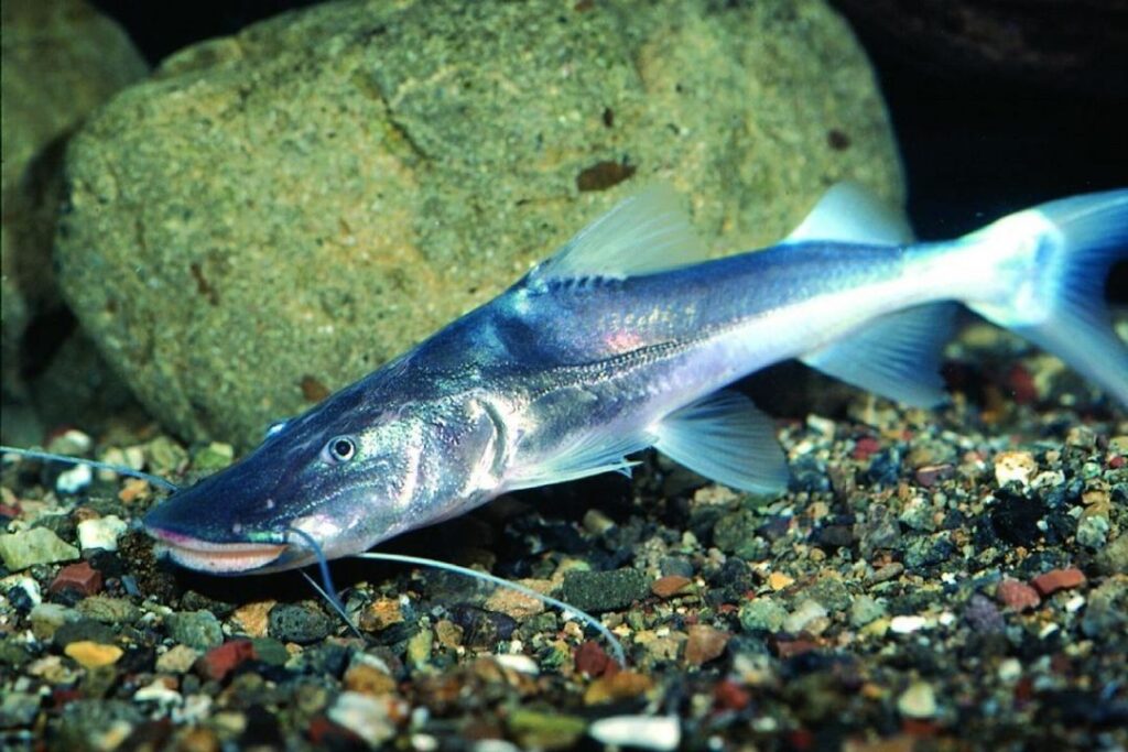 peixe - dourada - amazônia