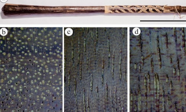 Pesquisa sobre o uso da madeira pelos povos Gavião e Suruí incluiu estudos de anatomia das madeiras identificadas.