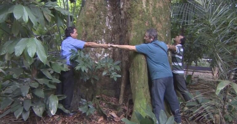 600 anos? Saiba quais são as árvores remanescentes encontradas no Bosque da Ciência em Manaus