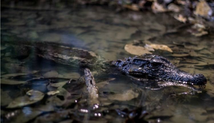 6 curiosidades da fauna e flora da UFAM que você não conhecia