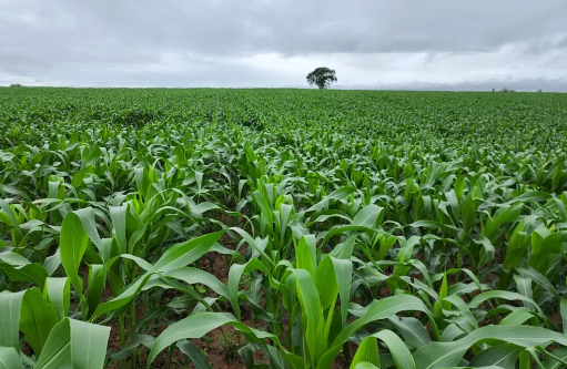 Cresce o valor de produção agrícola do Acre, na safra de 2022, segundo o IBGE