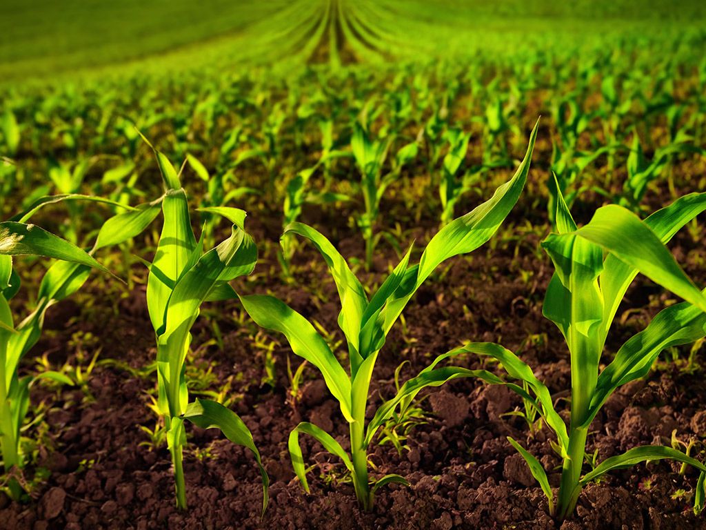 Exportação de milho impulsiona movimentação nos portos do Norte