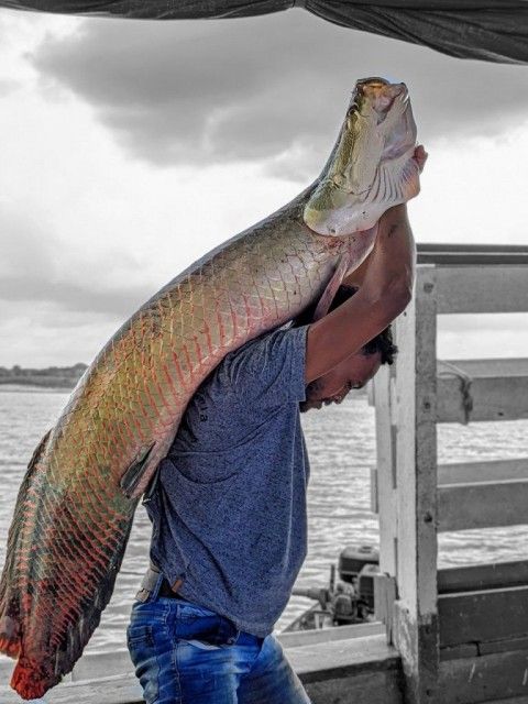 ‘Meetup Acelera’ aborda Pescado de Manejo e Psicultura em momento crítico na Amazônia