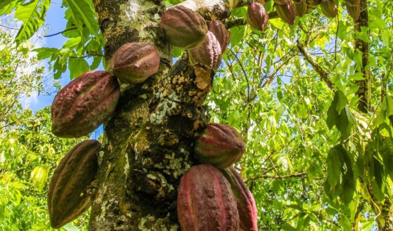 Especialista analisa relação do café e do cacau com desmatamento da Pan-Amazônia