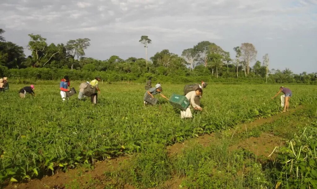 agricultores_familiares_colhem_feijao-caupi_-_emanuel_cavalcante_-_embrapa_amapa.jpg