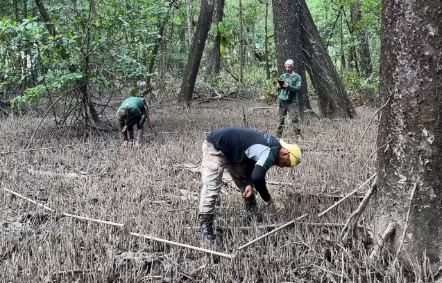 População de caranguejos-uçá é estimada por pesquisadores em ilha na costa do Amapá