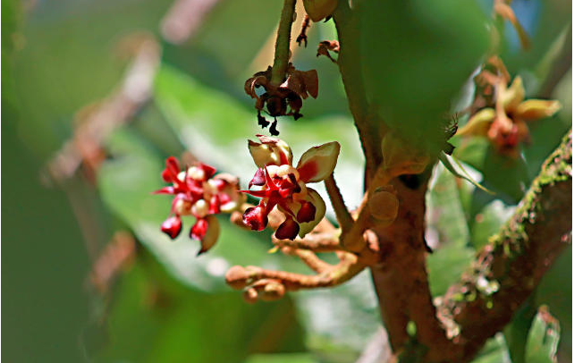 Flor de cupuaçu: conheça uma das “estrelas” da Floresta Amazônica