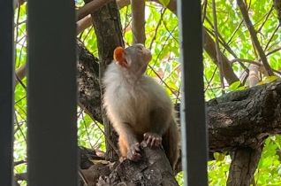 Mico rondoni: espécie de macaco que só pode ser vista em Rondônia está em risco de extinção