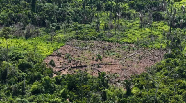 Clareira de desmatamento é encontrada em Terra Indígena Karipuna