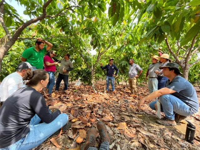 Cacau na Transamazônica: 30 pesquisas sobre a cacauicultura estão em curso na região