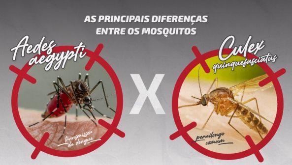 Mosquito transmissor da dengue X pernilongo: descubra diferenças e o que atrai cada um