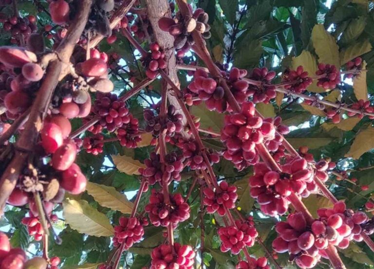 Estudo comprova sustentabilidade do café da região das Matas de Rondônia