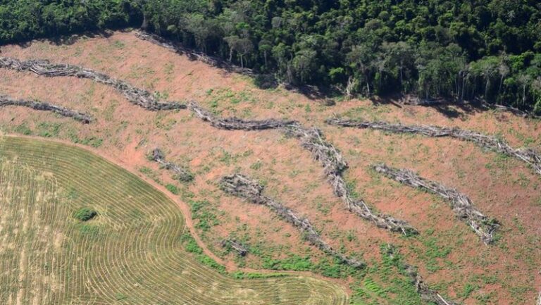 Estudo afirma que custo ambiental do desmatamento e da soja no leste da Amazônia chega a R$ 10 bilhões