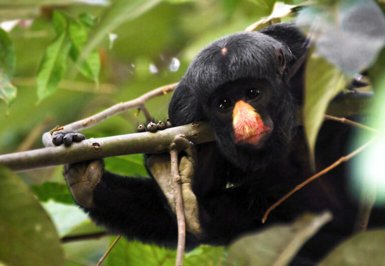 Fauna de Rondônia é monitorada para tentar salvá-la do desmatamento