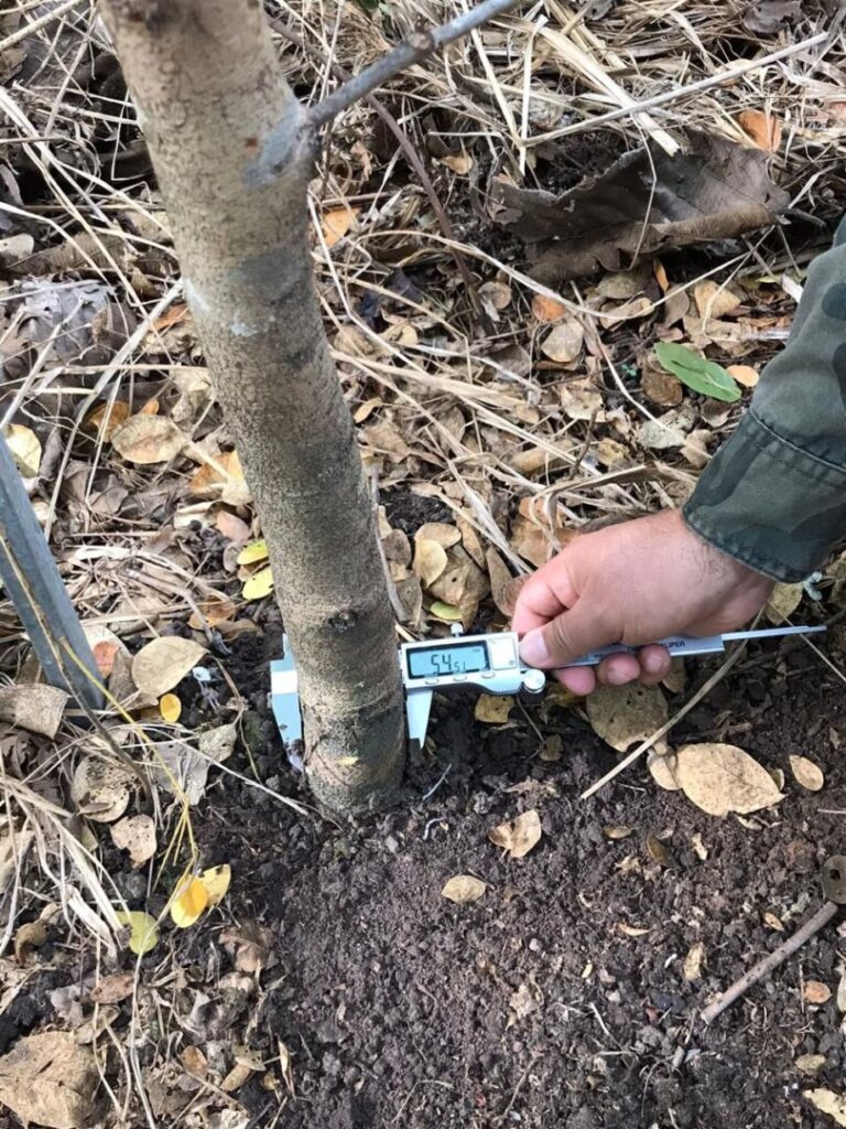 Área degradada no Pará é restaurada por meio de projeto sustentável