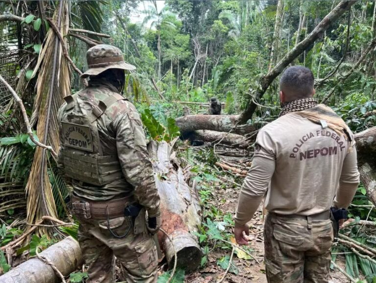 Invasores ‘demarcaram’ cerca de 100 lotes para grilagem dentro de Terra Indígena em Rondônia