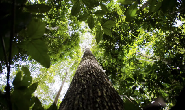 ​Parceria busca estimular desenvolvimento socioeconômico sustentável na Amazônia