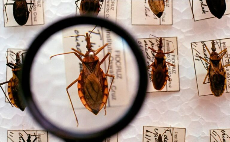 Doença de chagas: especialista responde principais dúvidas