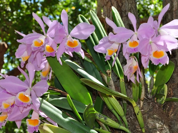 Orquídeas são indicadoras de ambientes bem conservados, afirma pesquisador