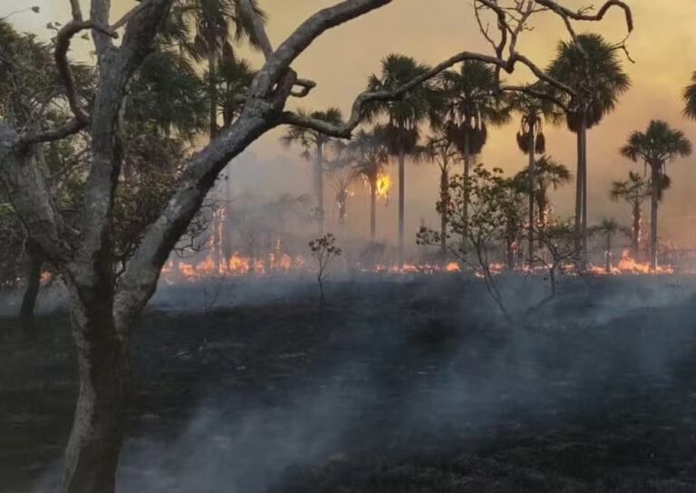 Maior degradação florestal dos últimos 15 anos na Amazônia foi causada por queimadas em Roraima