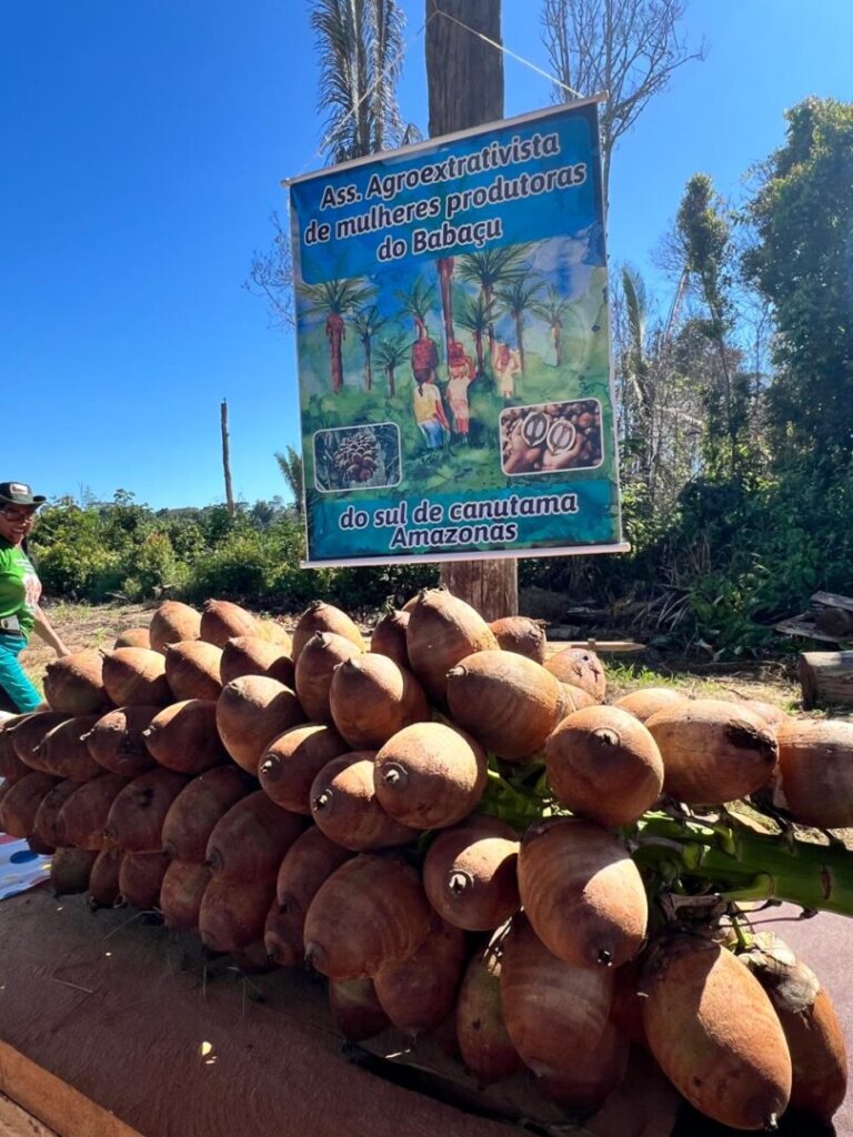 Inventário florestal faz parte de capacitação para mulheres extrativistas de babaçu no Amazonas