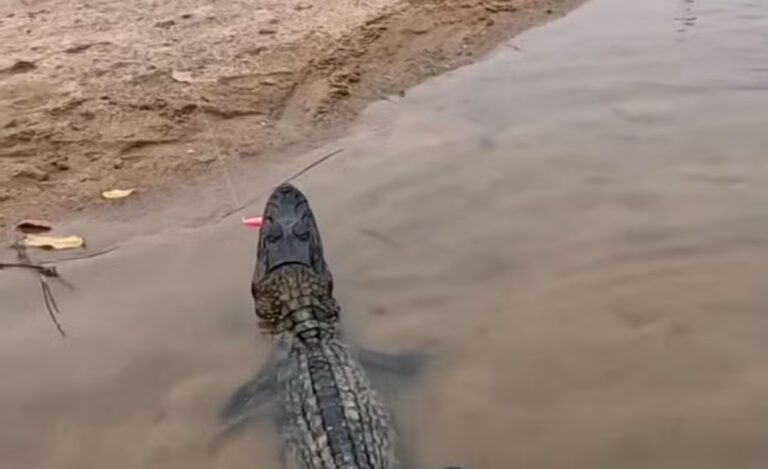 Homem pesca jacaré “sem querer” e tem trabalho para retirar anzol preso no animal